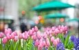 цветы, весна, тюльпаны, розовые, синие, боке, гиацинт, cvety, tyulpany, buton, rozovye, gorod, giacint, klumba