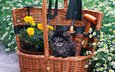 цветы, кошка, котенок, пушистый, черный, малыш, полевые, цветочки, корзинка, садовый инвентарь