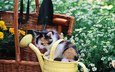 кошка, котенок, сад, ромашки, малыш, корзинка, лейка, пятнистый, садовый инвентарь