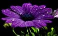 цветок, роса, капли, лепестки, фиолетовый, черный фон, fon, fioletovyj, cvetok, makro, kapli, fioletovye, chyornyj, леспестки, остеоспермум
