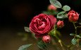 цветы, макро, розы, красные, шиповник, cvetok, makro, roza, krasnyj, shipovnik, dikij