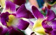 цветы, лепестки, орхидеи, cvety, krasivye, bordo
