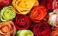 цветы, бутоны, розы, разноцветные, зи, cvety, butony, oranzhevyj, rozy, krasnyj, raznocvetie