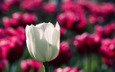цветок, белый, тюльпан, cvety, priroda, makro fotografii, oboi s cvetami, грустит