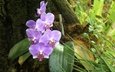 роса, cvety, listya, k, orxideya, falenopsis, сиреневогрудая