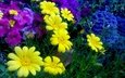 цветы, хризантемы, маргаритки, romashki, zheltye, klumba