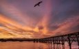закат, море, мост, чайка, птица, новая зеландия, гавань, novaya zelandiya