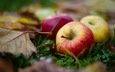листья, макро, фрукты, яблоки, осень