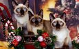 новый год, украшения, кошки, котята, праздник, сиамские кошки, сиамская кошка