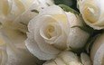 цветы, макро, капли, розы, лепестки, букет, белые, белая роза