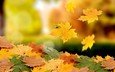 листья, макро, листва, осень, клен, падение, листопад, ворох