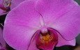макро, сиреневый, орхидея
