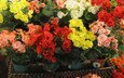 цветы, cvety, krasota, tajland, бегония