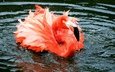 вода, озеро, река, капли, фламинго, брызги, птица, клюв, перья, плавание, рябь, голова, шея, розовый фламинго