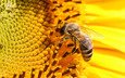 желтый, цветок, лепестки, подсолнух, пчела, podsolnux, zheltyj, pchela, крупным планом, нсекомое