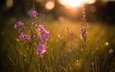 трава, поле, размытость, боке, cvety, polyana, leto, zakat, solnce, sve, priroda, vecher, фиолетовые цветы