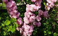 киев, botanicheskij sad, maj, rozovye cvety
