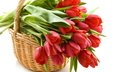 цветы, красные, корзина, тюльпаны, korzina, tyulpany, krasnye