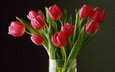 цветы, бутоны, лепестки, букет, тюльпаны, tyulpany, rasteniya