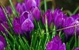 цветы, бутоны, капли, весна, крупный план, первоцвет, крокусы, cvety, fioletovyj, cvetok, priroda, cvet, krokusy, raste