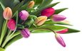 цветы, бутоны, лепестки, букет, тюльпаны, белый фон, стебли, cvety, tyulpany, butony, buket