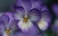 fioletovyj, cvetok, fialka, леспестки