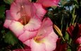 цветы, лепестки, гладиолус, cvety, rozovyj, gladiolusy