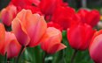 цветы, природа, красные, тюльпаны, cvety, tyulpany, priroda, krasnye