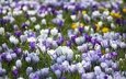 цветы, поляна, весна, первоцвет, крокусы, разные, vesna, belye, polyana, pervocvet, krokusy, pr, sirenevye
