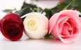 цветы, бутоны, макро, розы, krasnaya, rozy, tri, rozovaya, belaya