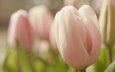 цветы, бутоны, лепестки, весна, тюльпаны, нежность, крупный план, rozovyj, vesna, cvetok, nezhnost, makro, tyulpan, buton