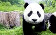 морда, лапы, панда, бамбуковый медведь, большая панда