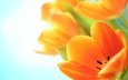 цветы, макро, тюльпаны, оранжевые, cvety, vesna, tyulpany