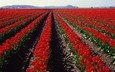 поле, тюльпаны, голландия
