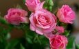 цветы, бутоны, розы, куст, cvety, krasota, rozovye, rozy, леспестки