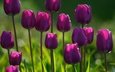цветы, бутоны, лепестки, тюльпаны, фиолетовые, tyulpany, fioletovye, klumba