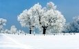 небо, деревья, снег, природа, зима, иней