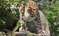 морда, камни, усы, леопард, кустарник, дальневосточный, panthera pardus orientalis, пятнистая кошка