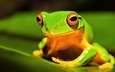 глаза, природа, лист, лягушка, земноводное, австралийская древесная лягушка