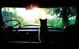 солнце, кошка, в машине