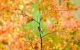 дерево, листья, ветки, осень, птица, воробей, клен