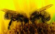 макро, цветок, насекомые, пчелы, пыльца, нектар