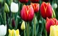 цветы, бутоны, весна, тюльпаны, разные