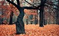 деревья, листья, парк, люди, листва, осень, листопад