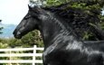 лошадь, черный, конь, грива, жеребец, красавец, фриз, вороной, фризская лошадь