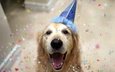 собака, друг, праздник, день рождения, колпак, золотистый ретривер