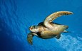море, черепаха, панцирь, океан, плавники, подводный мир, морская черепаха