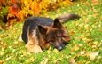 трава, листья, осень, собака, лежит, немецкая овчарка, длинношерстная