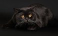 кот, усы, кошка, взгляд, черный, янтарные глаза