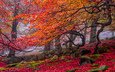 деревья, камни, листья, осень, красные, мох, желтые
